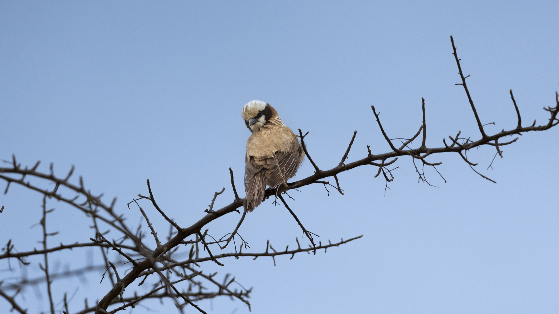 Kruger25 2025 11 03 10 34 14 ILCE 1M2 547
